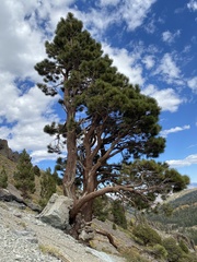 Pinus jeffreyi