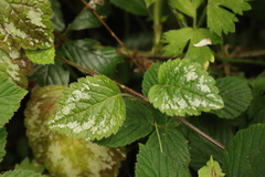 Lamium galeobdolon argentatum