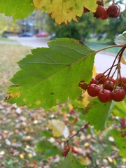 Crataegus sanguinea