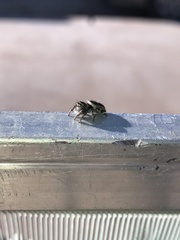Phidippus californicus