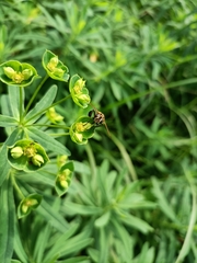 Trichopoda pictipennis