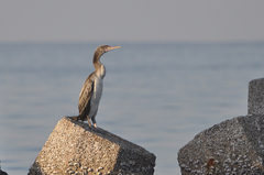 Phalacrocorax nigrogularis
