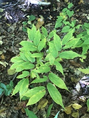 Prosartes lanuginosa