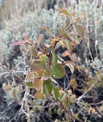 Amelanchier utahensis