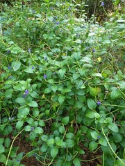 Stachytarpheta jamaicensis