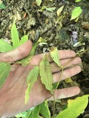 Prosartes lanuginosa