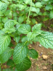 Stachytarpheta jamaicensis