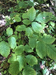 Fraxinus biltmoreana