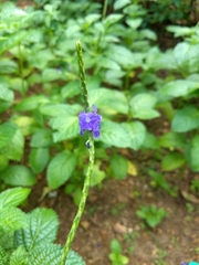 Stachytarpheta jamaicensis