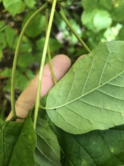 Fraxinus biltmoreana