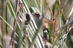 Cistothorus palustris