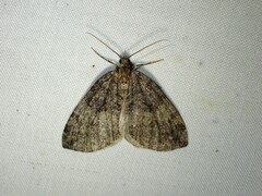 Hydriomena furcata