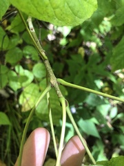 Fraxinus biltmoreana