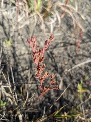 Hypericum drummondii