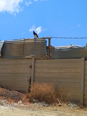 Daptrius megalopterus