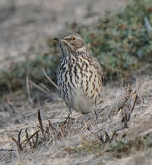 Oreoscoptes montanus