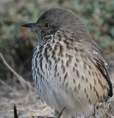 Oreoscoptes montanus