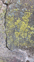 Candelaria concolor