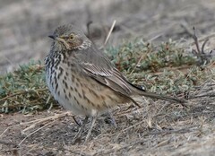 Oreoscoptes montanus