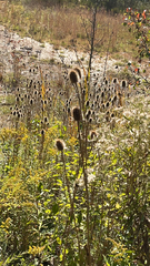 Dipsacus