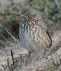 Oreoscoptes montanus