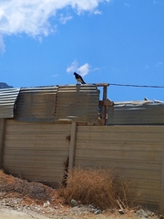 Daptrius megalopterus