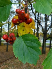 Crataegus sanguinea
