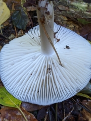 Megacollybia