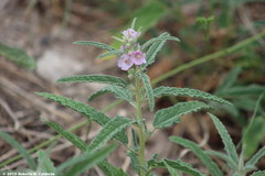 Sphaeralcea angustifolia