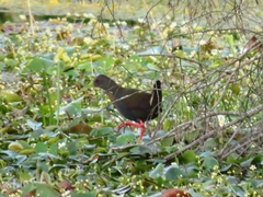 Pardirallus nigricans