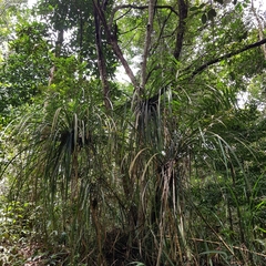Pandanus monotheca