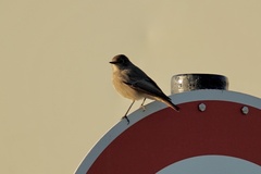 Phoenicurus ochruros