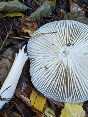 Megacollybia