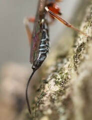 Xorides praecatorius
