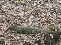 Varanus nebulosus