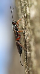 Xorides praecatorius