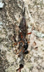 Xorides praecatorius