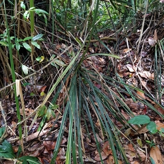 Pandanus monotheca
