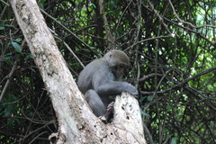 Macaca cyclopis