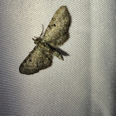 Eupithecia