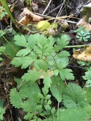 Thaspium barbinode
