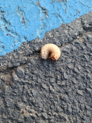 Scarabaeidae