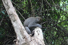 Macaca cyclopis