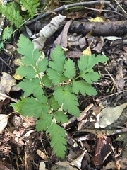 Thaspium barbinode
