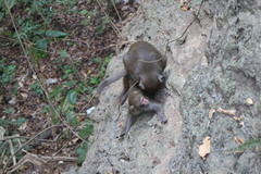 Macaca cyclopis