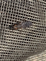 Sciomyzidae