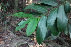 Diospyros blancoi