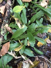 Micranthes micranthidifolia