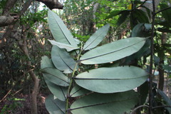 Diospyros blancoi