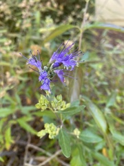 Caryopteris mongholica
